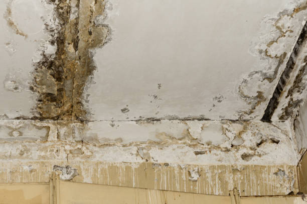 Trusted Richmond Heights, OH Mold Remediation Experts